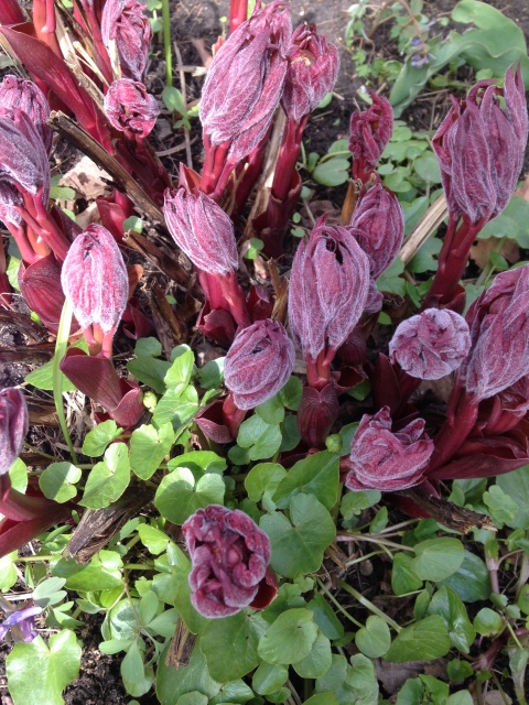 Фотосессия Скилле в Аптекарском огороде. Skille mini club от A. Himstedt