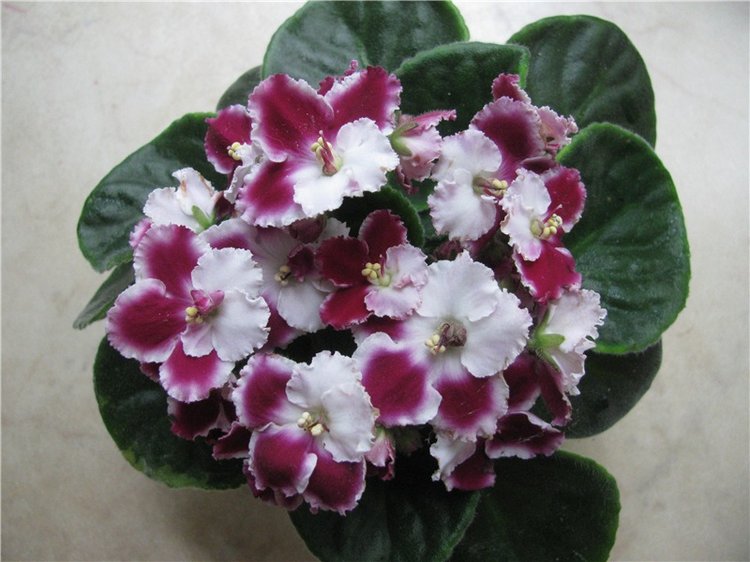 Моя Адора Фиалка — Куклы Adora (Адора): коллекционные виниловые (фото 7)