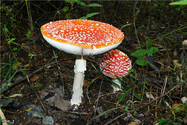 Осенняя сказка. Часть 1. (PukiFee Ante Ариэтти, PukiFee Bonnie Ариэль) | Бэйбики Осенняя сказка. Часть 1. (PukiFee Ante Ариэтти, PukiFee Bonnie Ариэль)