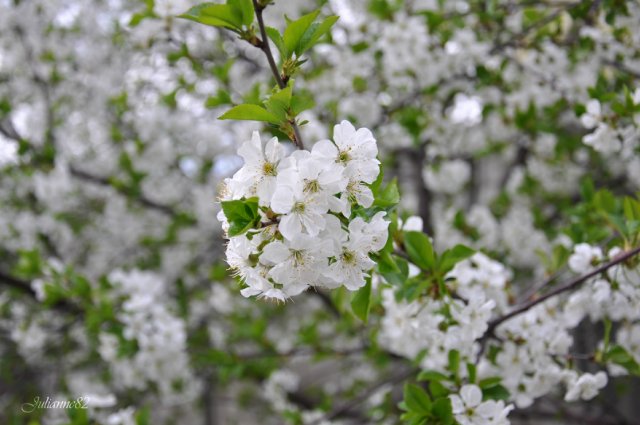 "Первый майский день..." Оливия от Helen KISH