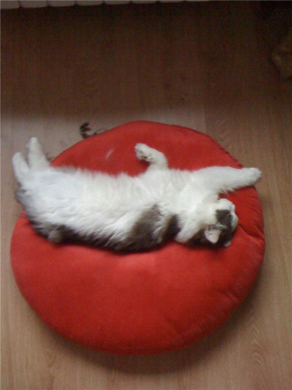 Учимся крепко спать — Болталка и разговоры обо всем: жизнь (фото 9)