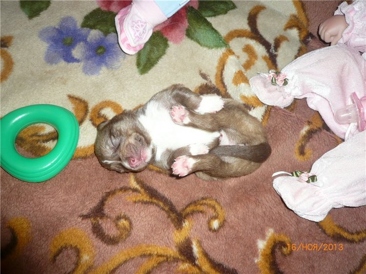 Куклы и собаки. Радость в нашем доме