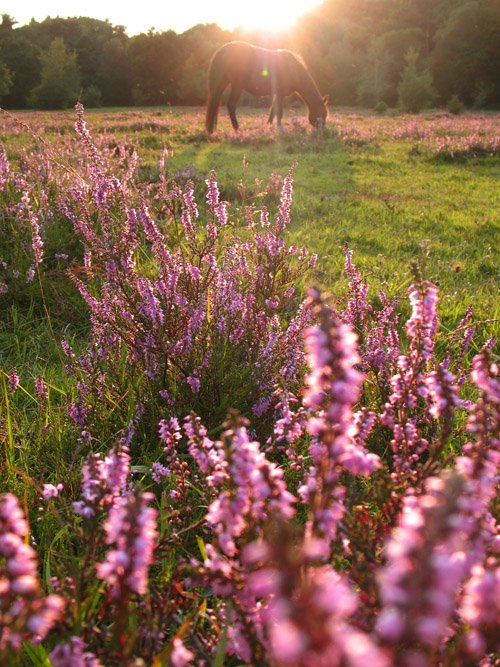 Что бы не скучала — Куклы Dollzone (Доллзон): BJD (БЖД) (фото 7)