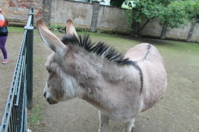 Раз, два, три, четыре, пять... Вышел ослик погулять | Бэйбики Раз, два, три, четыре, пять... Вышел ослик погулять