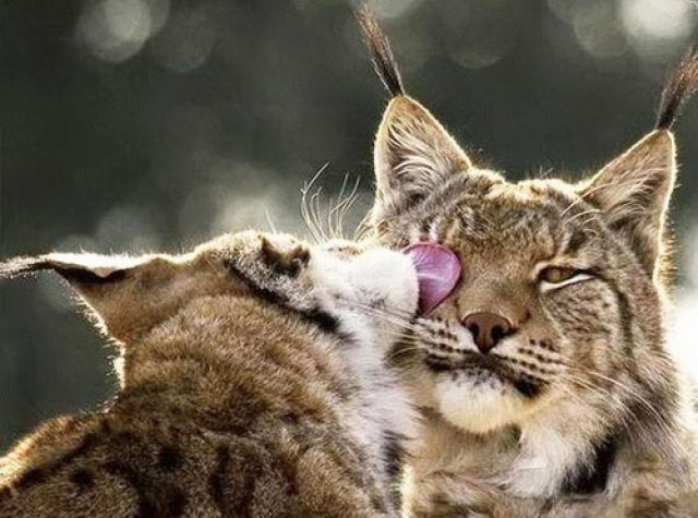 Кошачий позитив — Интересное и необычное: фотоподборки