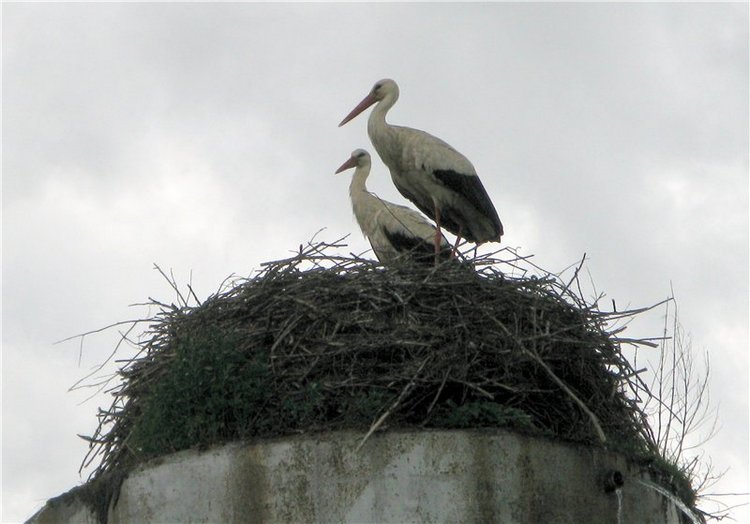 46-ой Пушкинский праздник поэзии в Берново. Часть вторая