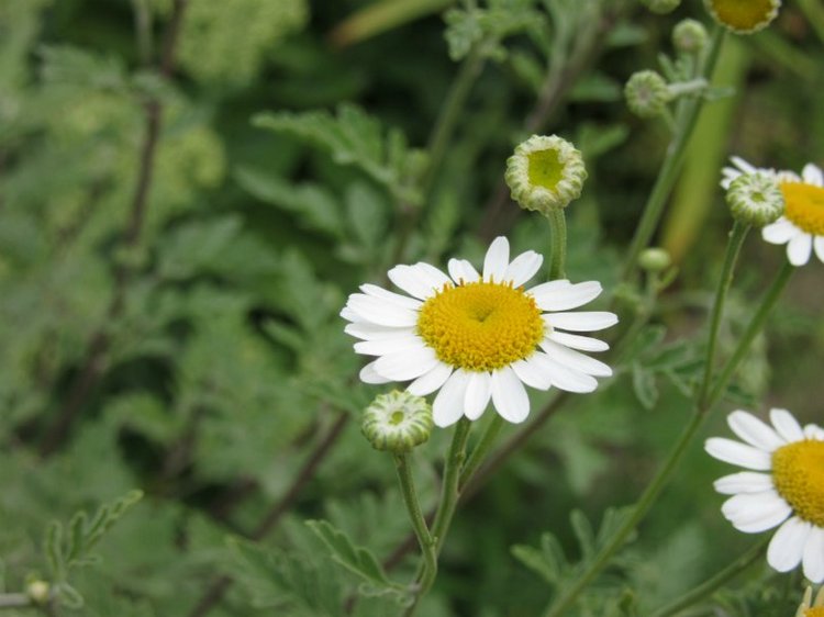 Комбинезон из куска льняной ткани для Хелены