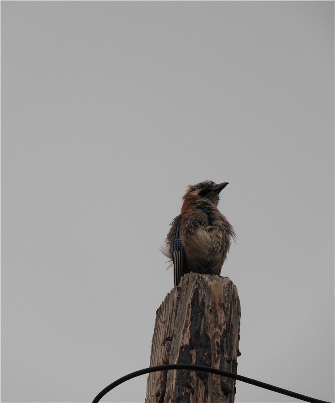 Любителям маленьких кукол