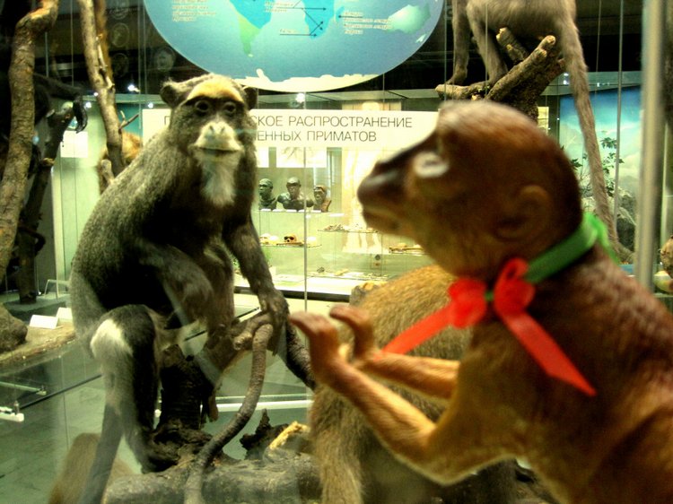 День в музее. Анжела в Государственном Дарвиновском музее