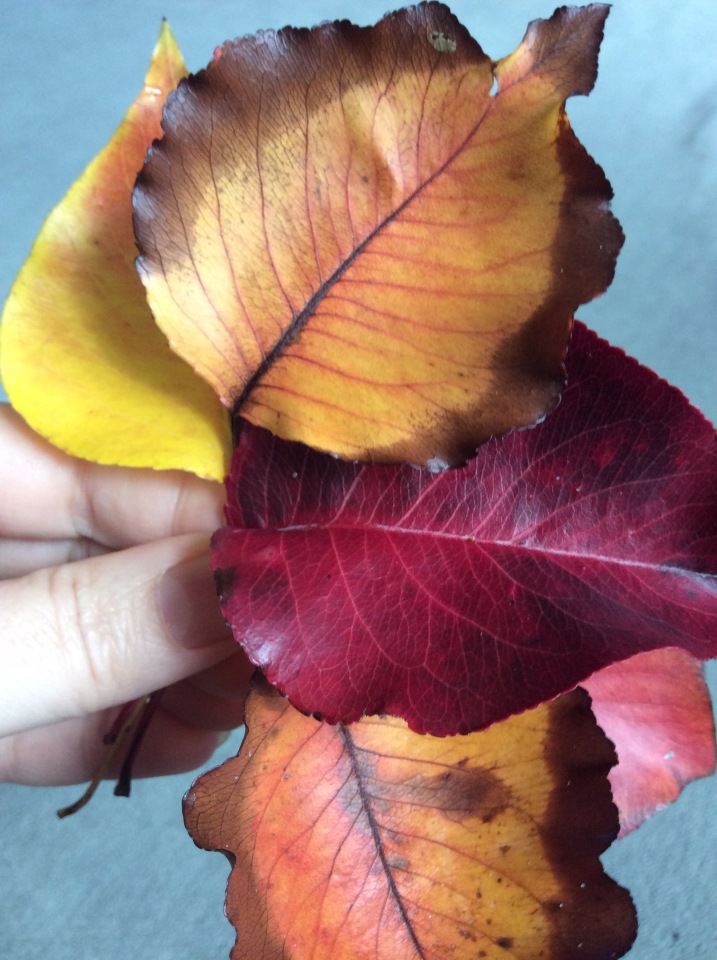 Осень в Австралии — Одежда и обувь для кукол BJD (БЖД): 1/3