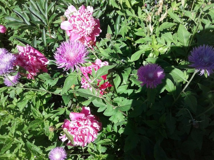 Природа Пскова: из весны в лето