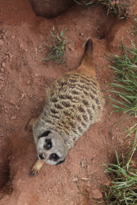 По Германии: зоопарк Лейпцига, часть 3