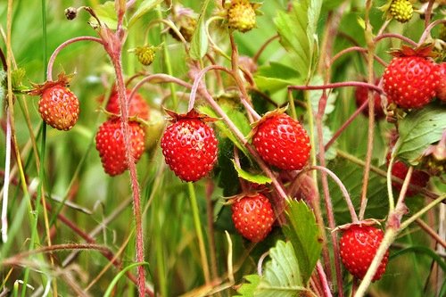 Ключи от лета или Полевица. Коллекционная кукла Элизы Глазгольд