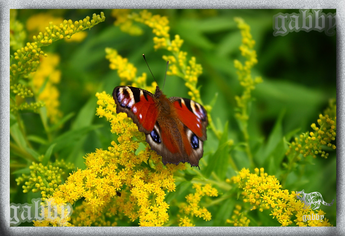 В осенние денёчки, вспоминаем о лете