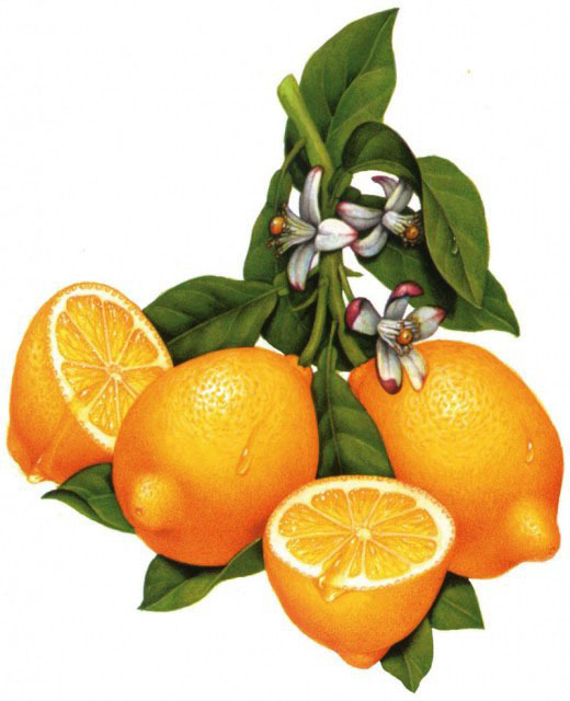 Фруктовое настроение. Одежда для кукол Готц своими руками