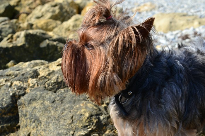 Моя Лайла от Kaye Wiggs. Наша прогулка