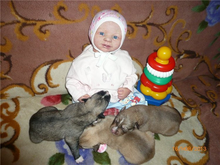 Куклы и собаки. Радость в нашем доме