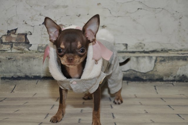 Лайла (Кайе Виггз) с Феней (чишечка). Надеюсь, что любителей собачек на сайте также много, как и поклонников кукол от Кайе