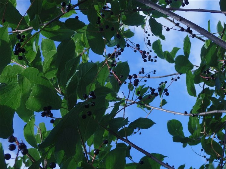 Мы гуляли | Бэйбики Мы гуляли — Куклы Iplehouse (Иплхаус): BJD (БЖД) (фото 5)