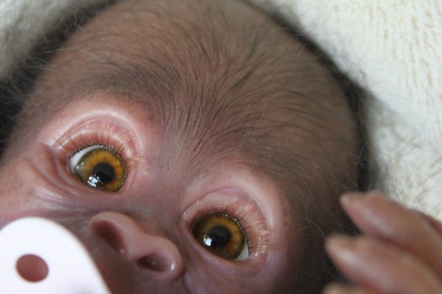 Обезьянка Bindi кукла реборн Элины Кудрявцевой