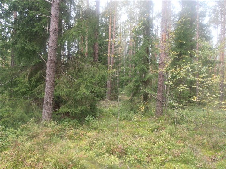 Любителям природы и походов за грибами