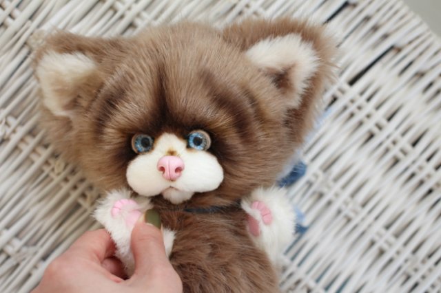 Голубоглазый котик-обормотик Мишка