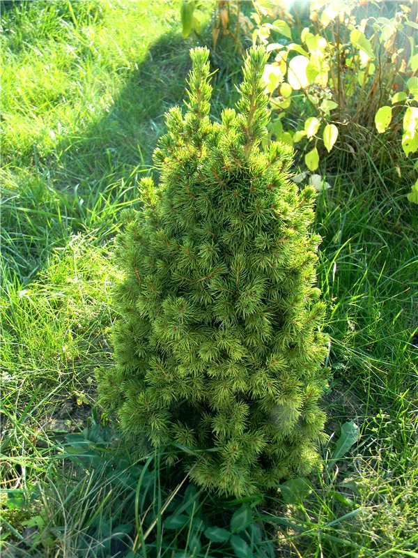 В сентябре пришло к нам лето! Мальва Zwergnase, мой рыжий эльфик