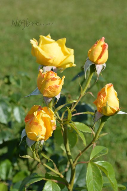 Питер - самый лучший город на земле! Вихтель Rosemarie Anna Muller