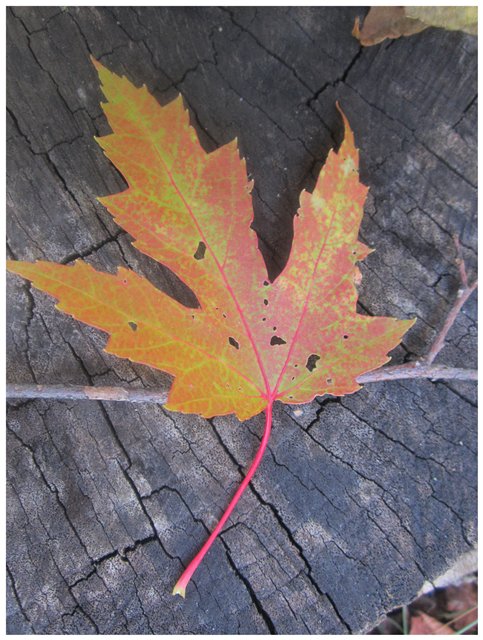 "Неприятный случай" или Ёжик, осень, грибочки. Wichtel, Rosemarie Anna Muller