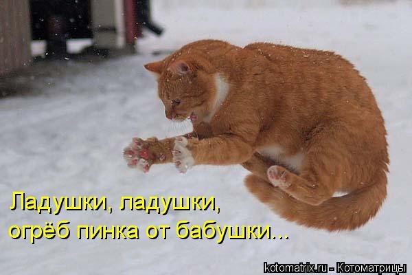 Кошачий позитив — Интересное и необычное: фотоподборки