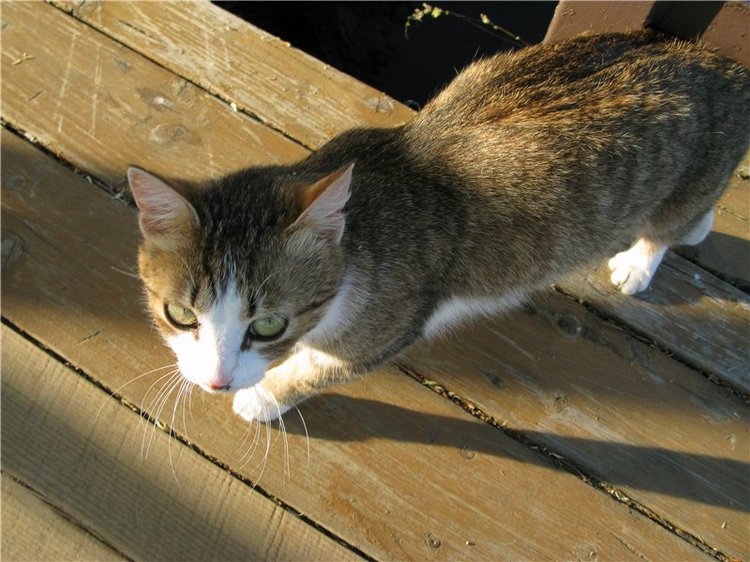 Прогулка с Райли. Riley от автора Helen Kish