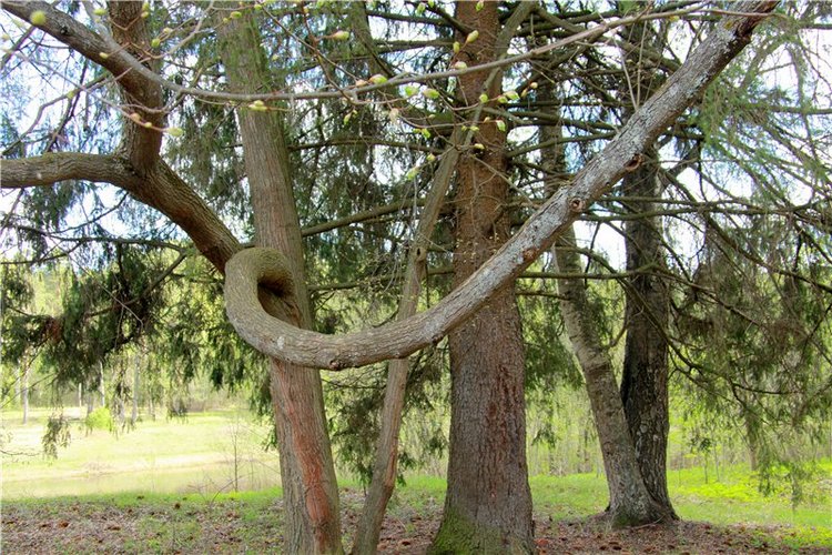 Сказочное Василёво. Реплика антикварной куклы Bébé BRU JNE от автора Branka Schärli