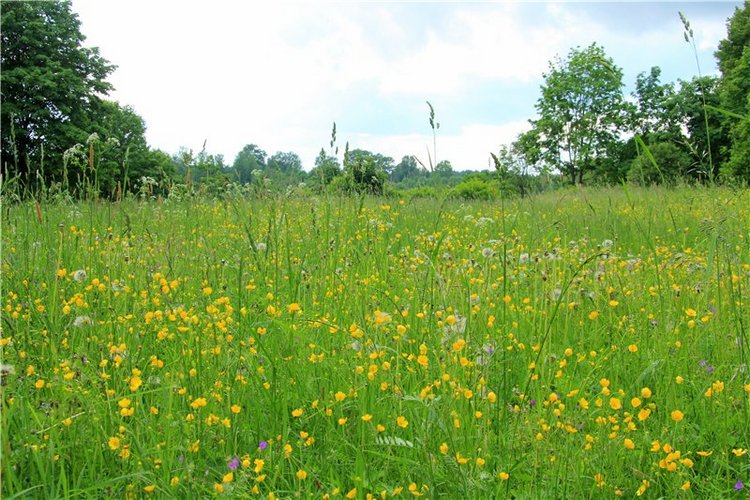 46-ой Пушкинский праздник поэзии в Берново. Часть первая