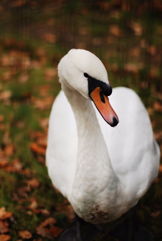 Сегодня я турист. Ораниенбаум (фото 9)