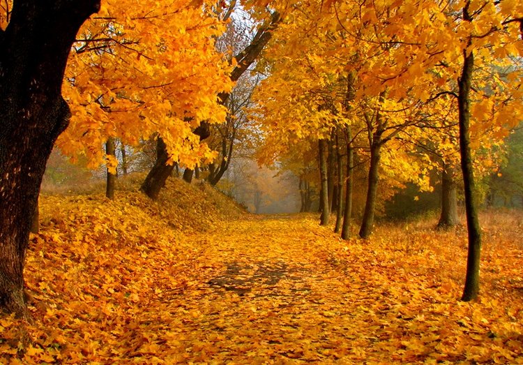 Красотка-осень — Болталка и разговоры обо всем: жизнь