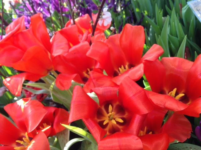 Прогулка Эмили в аптекарском огороде. H. Maciak | Бэйбики Прогулка Эмили в аптекарском огороде. H. Maciak