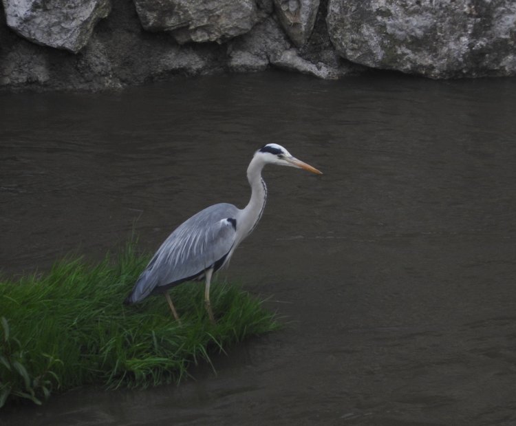 Любителям птиц. Серая цапля Словении