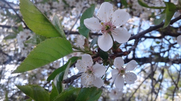 Природа Пскова: из весны в лето