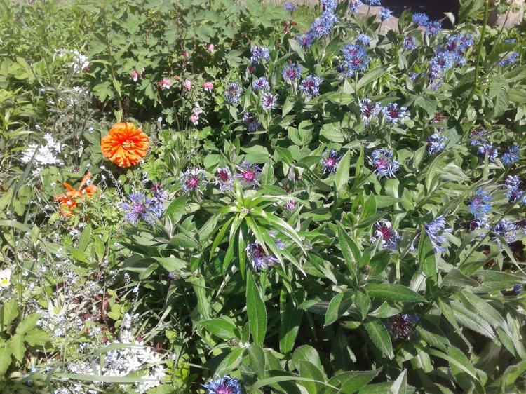 Природа Пскова: из весны в лето