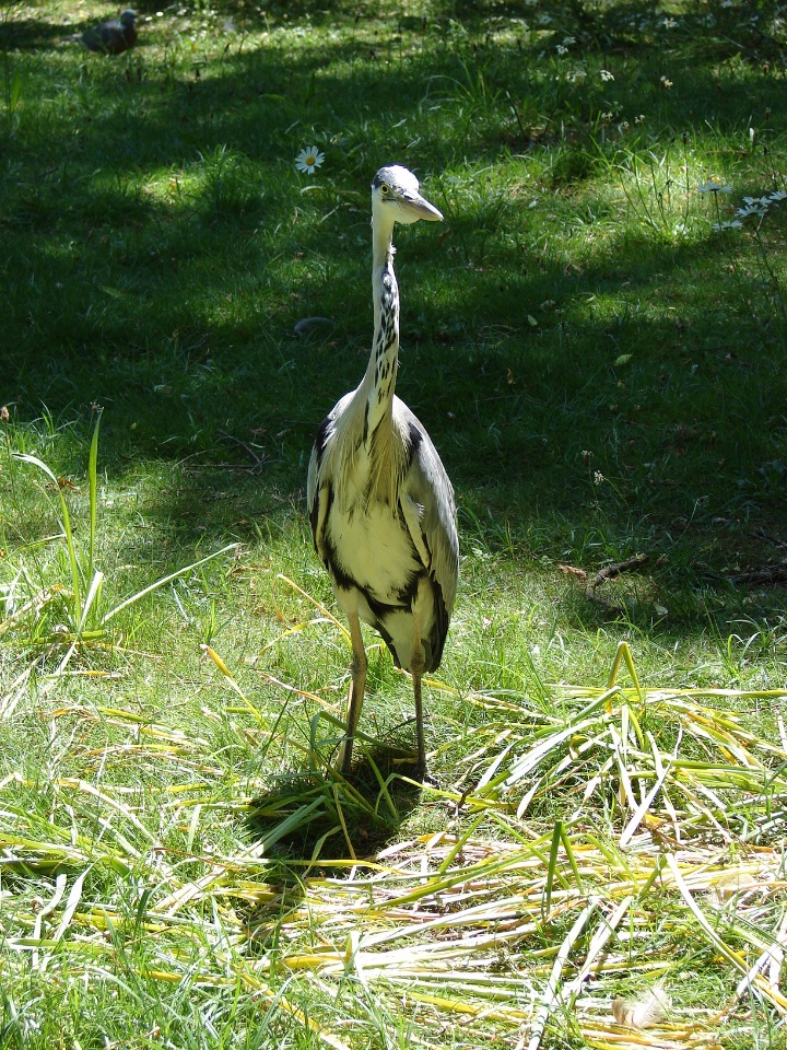 Люк и Машки осматривают парки Лондона