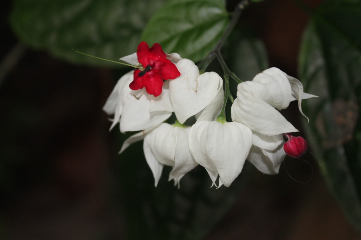 По Германии: зоопарк Лейпцига, часть 2