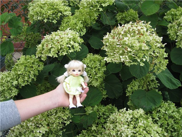 Маленькая дачница! Пукифи Анте Элис | Бэйбики Маленькая дачница! Пукифи Анте Элис