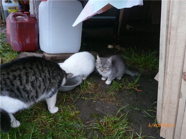 Кукла Адора - мое Солнышко