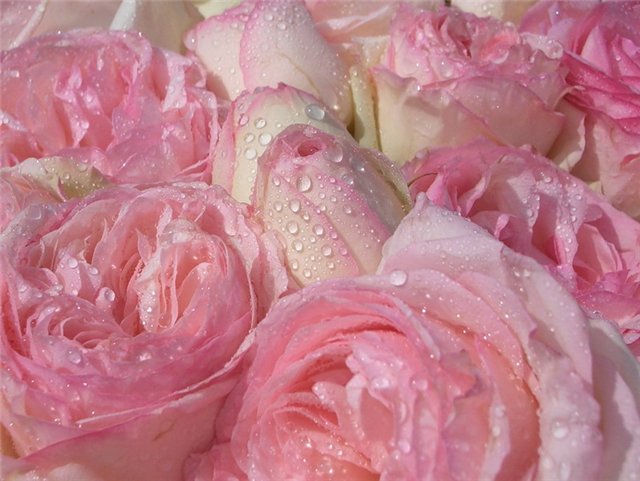 Прекрасная Осень от Томаса Беккера.. стала Весной, озарив все вокруг