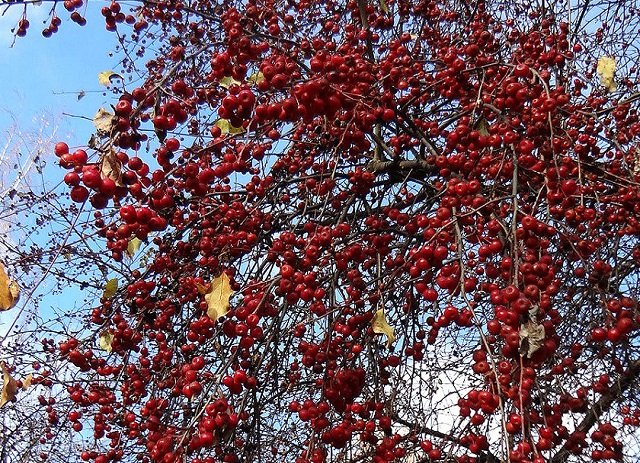 Zwergnase Bloeme 2001 г — Куклы Zwergnase (Цвергназе/Цверги): фото