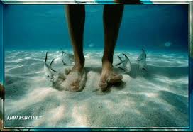 Русалочка. Старая сказка на новый лад. Нелли, Кайе Виггз