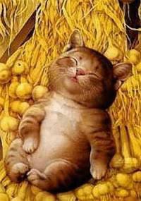 «Мяу» особого назначения или Весенняя кошкотерапия