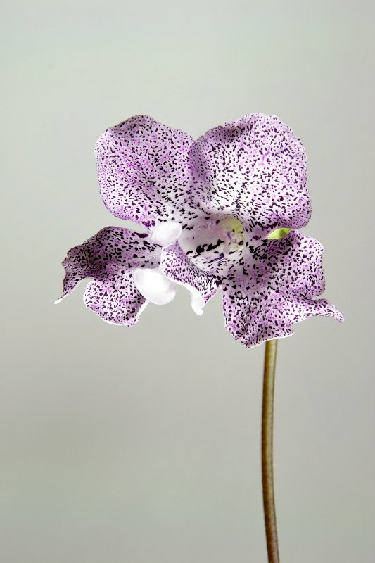 Еще немного о сумасшествии (фото 7)