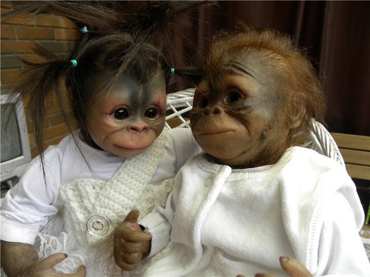 Необычное пополнение в моем доме (фото 3)