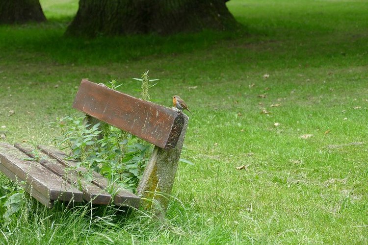 Hirschpark Hamburg. Олений парк. ВИДЕО